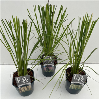 Cortaderia selloana mix F00004077