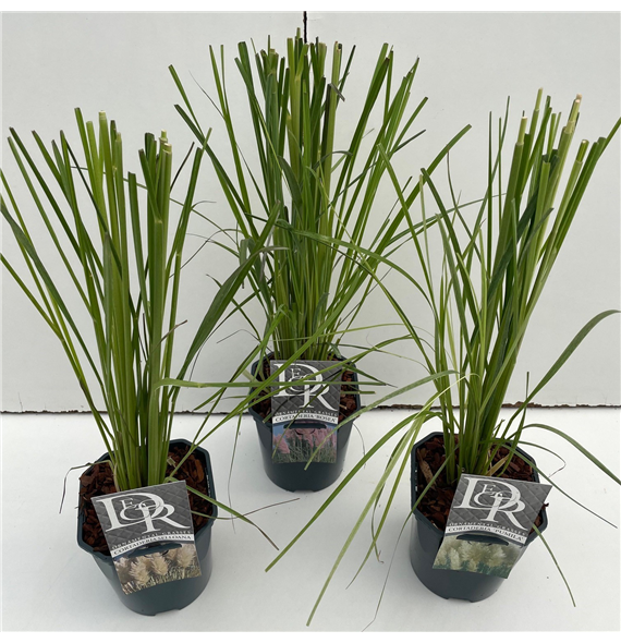Cortaderia selloana mix F00004077