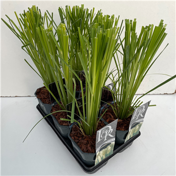 Cortaderia selloana mix tray F00004076