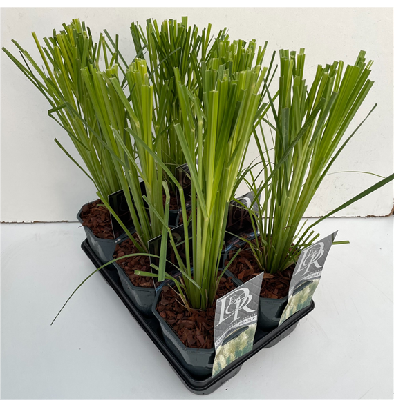 Cortaderia selloana mix tray F00004076
