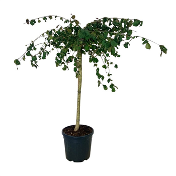 Corylus avellana F00007024