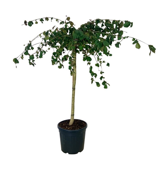 Corylus avellana F00007024