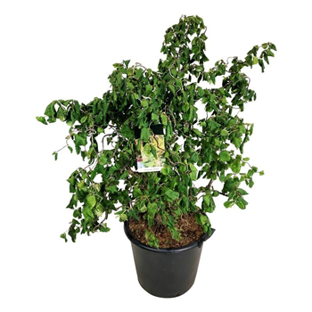 Corylus avellana 'Contorta' F00005530
