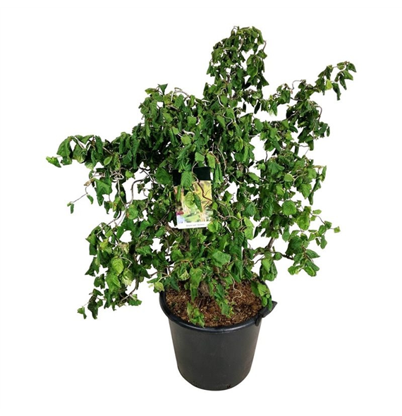 Corylus avellana 'Contorta' F00005530