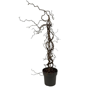 Corylus avellana 'Red Majestic' F00008074