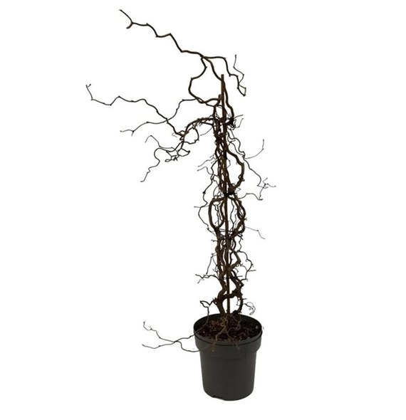 Corylus avellana 'Red Majestic' F00008074