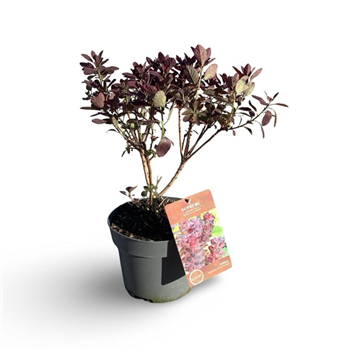 Cotinus coggygria 'Royal Purple' F00008077
