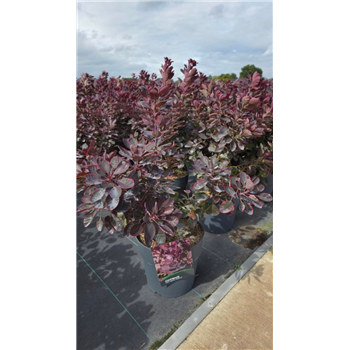 Cotinus coggygria 'Royal Purple' F00006741
