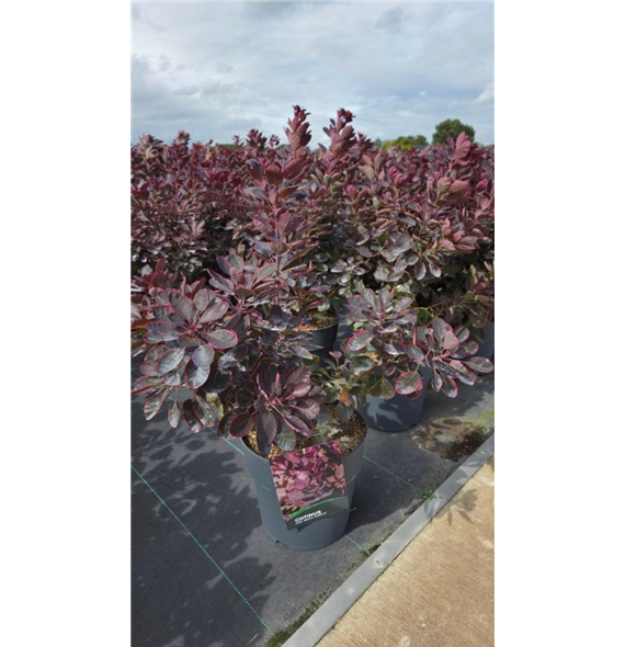 Cotinus coggygria 'Royal Purple' F00006741