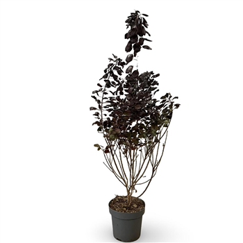 Cotinus coggygria 'Royal Purple' F00008076
