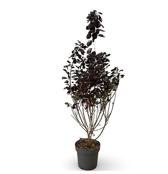 Cotinus coggygria 'Royal Purple' F00008076
