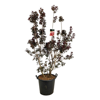 Cotinus coggygria 'Royal Purple' F00005864