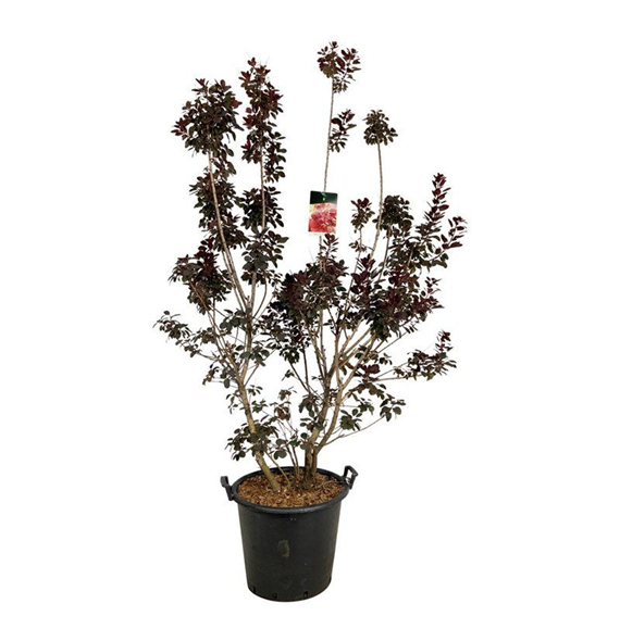 Cotinus coggygria 'Royal Purple' F00005864