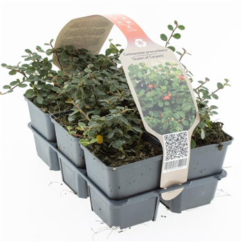 Cotoneaster procumbens 'Queen of Carpets' F00006782