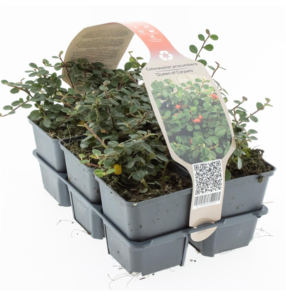 Cotoneaster procumbens 'Queen of Carpets' F00006782