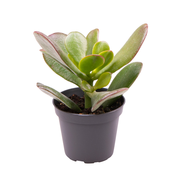Crassula Ovata F00000961