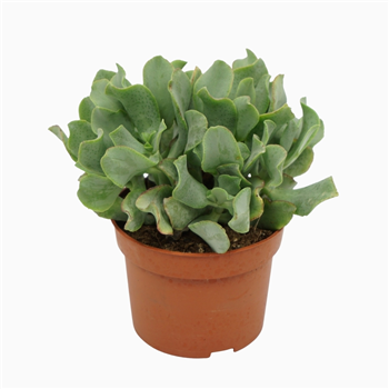 Crassula arborescens subsp undilatifolia 'Curly' F00001308