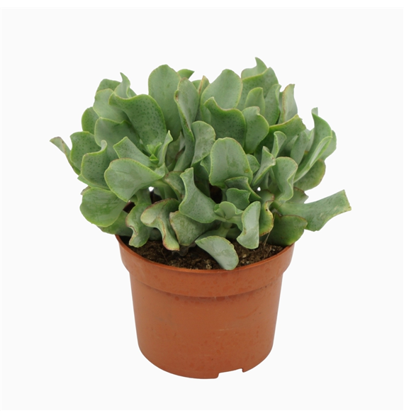 Crassula arborescens subsp undilatifolia 'Curly' F00001308