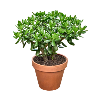 Crassula ovata F00002842