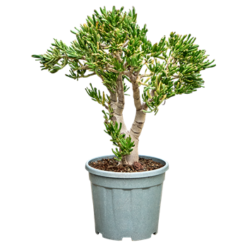 Crassula ovata 'Hobbit' (80-90) 5CRHOBU33
