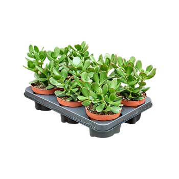 Crassula ovata 6/tray 5CROVBP04