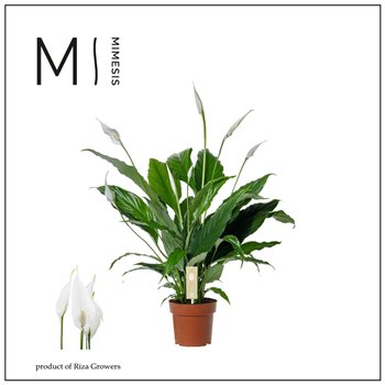 Spatifil sweet chico 5+ - without sleeve 55cm 13cm Q4128