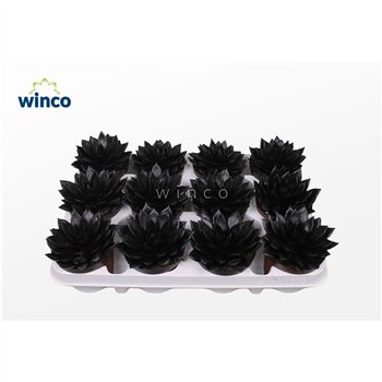 Echeveria agavoides Agavoides Paint Black1 fl 10cm 8.5cm Q96