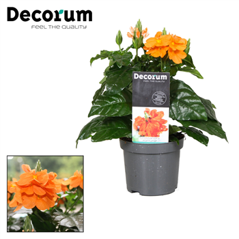 Crossandra 'Fortuna' F00000348