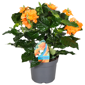 Crossandra 'Fortuna' F00000335