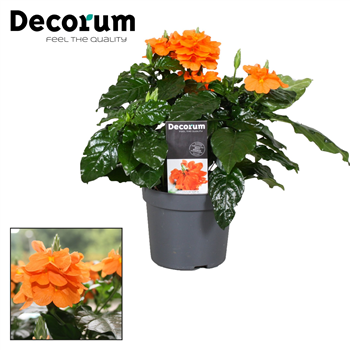 Crossandra 'Fortuna' F00000347