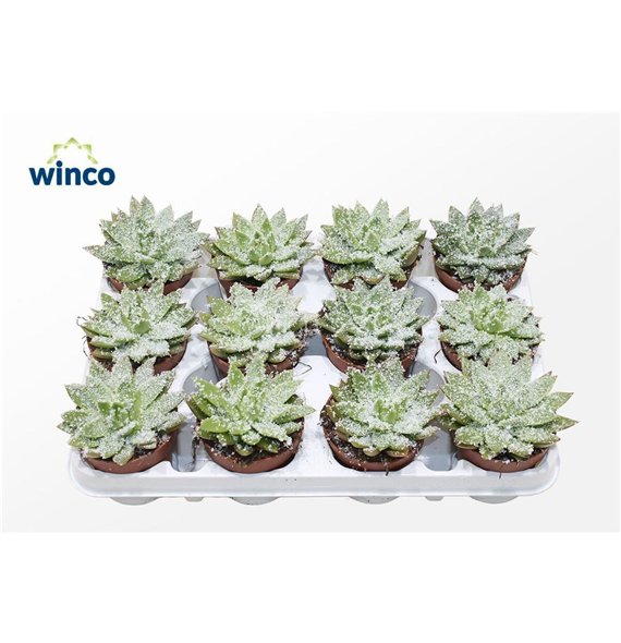 Echeveria agavoides White Snow1 fl 12cm 8.5cm Q103