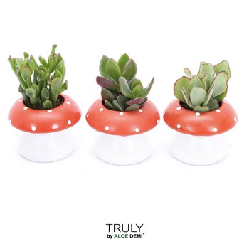 Nasad Sukulente TRULY Crassula  mushroom1 pp 13cm 9cm Q258