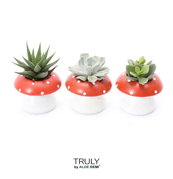 Nasad Sukulente TRULY Succulent  mushroom1 pp 13cm 9cm Q260