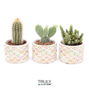 Kaktus mix TRULY  Sun 1 pp 11cm 7cm Q289