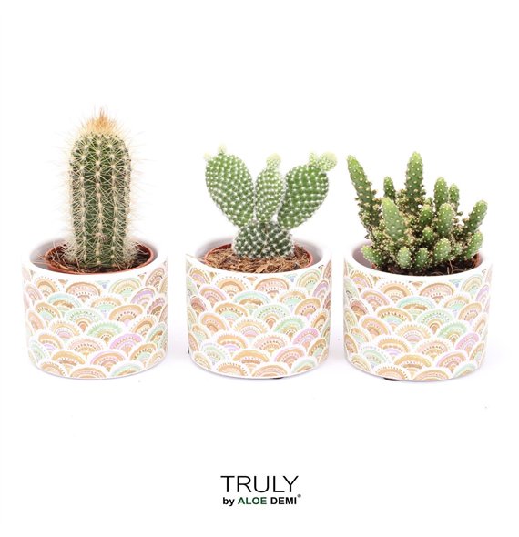 Kaktus mix TRULY  Sun 1 pp 11cm 7cm Q289