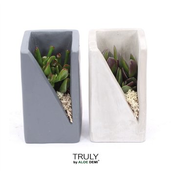 Nasad Sukulente TRULY Crassula  Meles concrete moss1 pp 14cm 7cm Q302