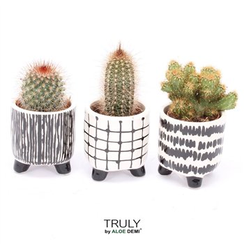 Kaktus mix TRULY  Black White 1 pp 11cm 7cm Q311