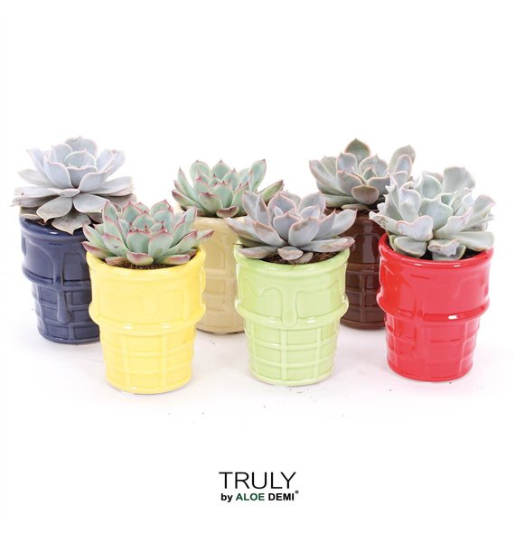 Echeveria TRULY  ice cream 1 pp 12cm 8cm Q317
