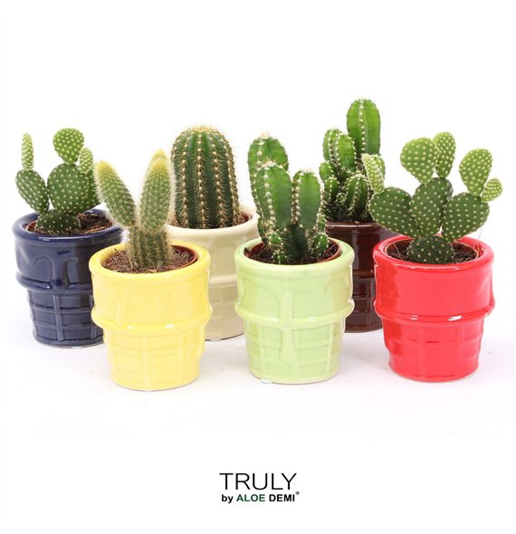Kaktus mix TRULY  ice cream 1 pp 12cm 8cm Q333