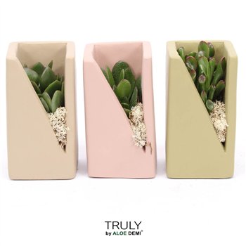 Nasad Sukulente TRULY Crassula  Meles concrete moss - Green Beige Pink1 pp 14cm 7cm Q345
