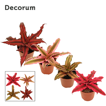 Cryptanthus mix F00000482