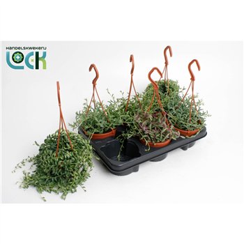 Senecio Mixcm 25cm 12cm Q361