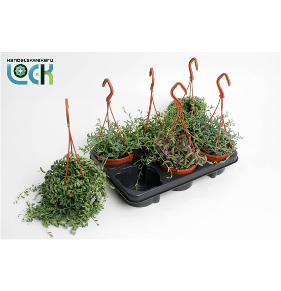 Senecio Mixcm 25cm 12cm Q361