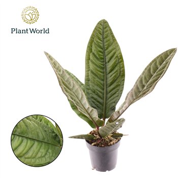 Anthurium Superbum 1 fl 40cm 12cm Q375