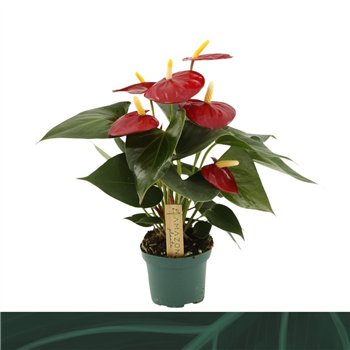 Anthurium andr  Aroha 9cm3 fl 25cm 9cm Q401