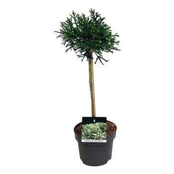 Cryptomeria japonica 'Little Champion' F00007965