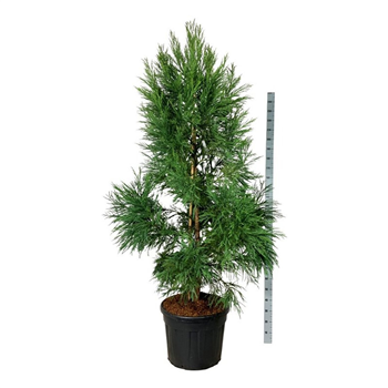 Cryptomeria japonica 'Kitayama' F00007499