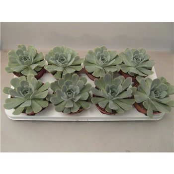 Echeveria Minima 15cm 10.5cm Q1038