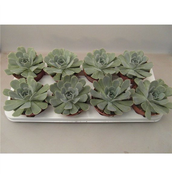 Echeveria Minima 15cm 10.5cm Q1038
