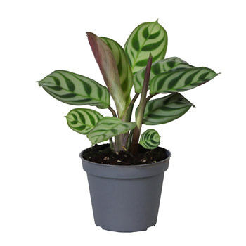 Ctenanthe amabilis F00001956
